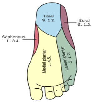foot surface diagram